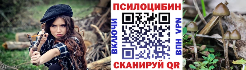 дарк нет Telegram  Петропавловск-Камчатский  Псилоцибиновые грибы Psilocybine cubensis 